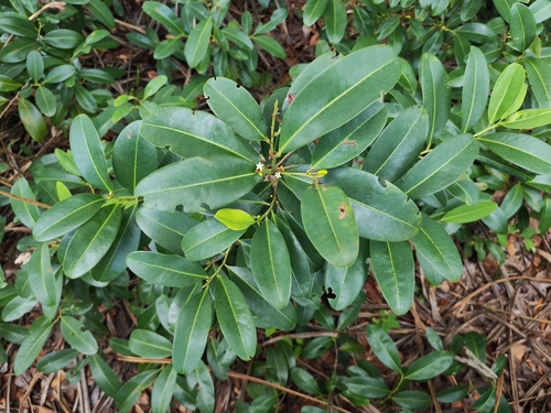 Erythroxylum cuneatum observed 2026-09-21
