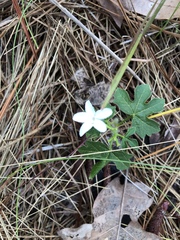 Cnidoscolus stimulosus