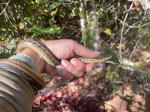Common Garter Snake