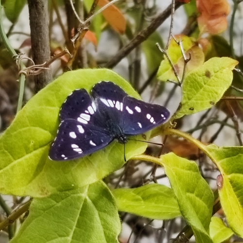 Southern White Admiral