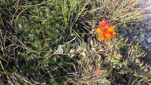 Ochnaceae observed 2026-09-19