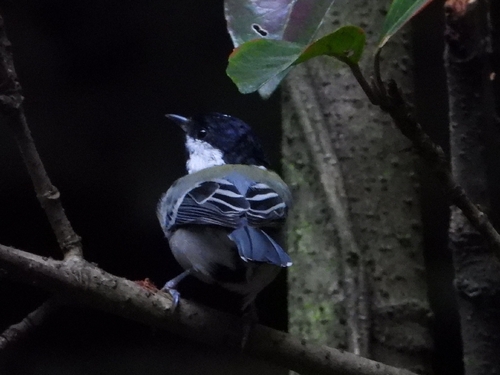 Asian Tit