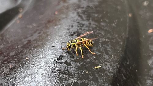 Southern Yellowjacket