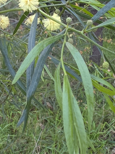 Acacia stictophylla, photograph 2