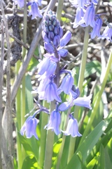 Hyacinthoides