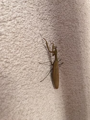 European Mantis