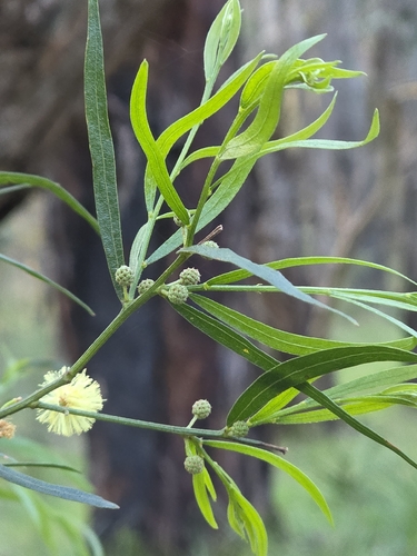 Acacia stictophylla, photograph 3