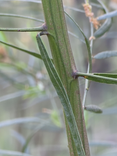 Acacia stictophylla, photograph 4