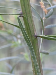 Acacia stictophylla, photograph (c) Ian Rainbow, some rights reserved (CC BY)