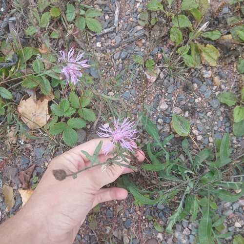 spotted knapweed