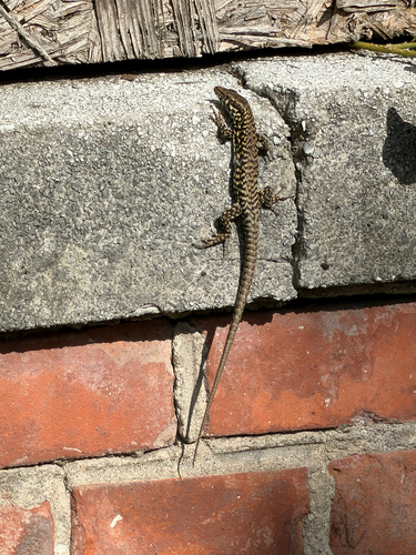Common Wall Lizard