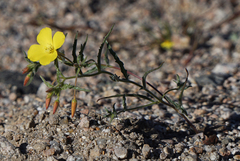 Camissonia kernensis gilmanii