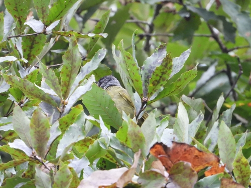 Collared Finchbill
