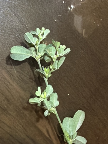 Lespedeza chinensis observed 2026-09-21