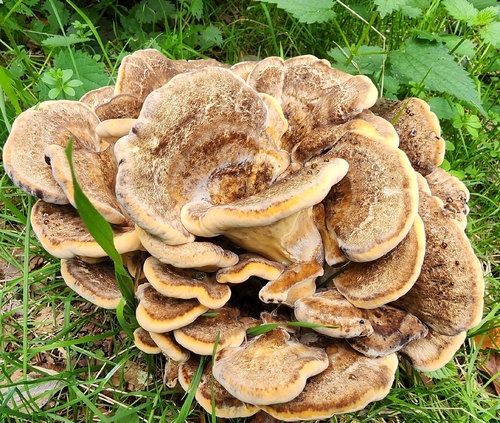 Giant Polypore