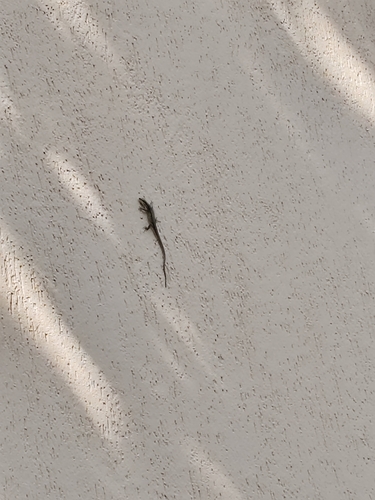 Common Wall Lizard
