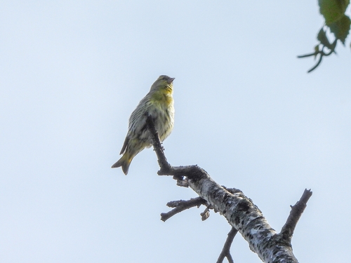 Eurasian Siskin