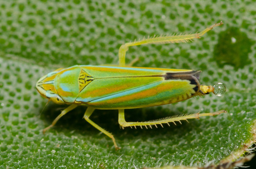 Versute Sharpshooter