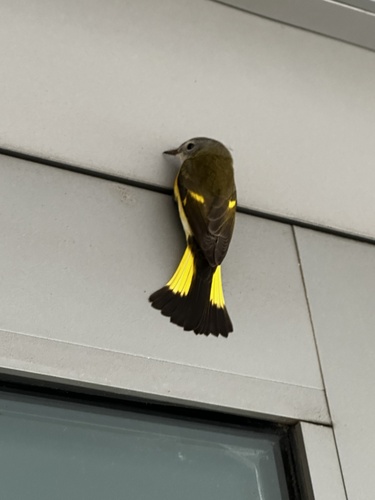 American Redstart