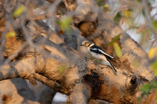 White-crested Helmetshrike