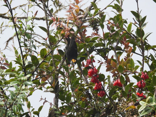 Melipotes fumigatus observed 2026-09-19