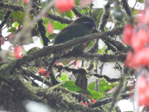 Oreopsittacus arfaki observed 2026-09-19