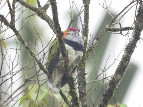 Ptilinopus superbus observed 2026-09-20