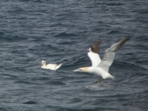 Northern Gannet