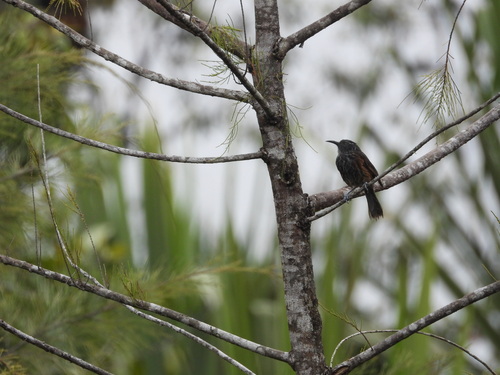 Ptiloprora perstriata, 2026-09-20