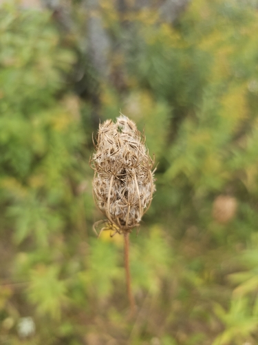 wild carrot