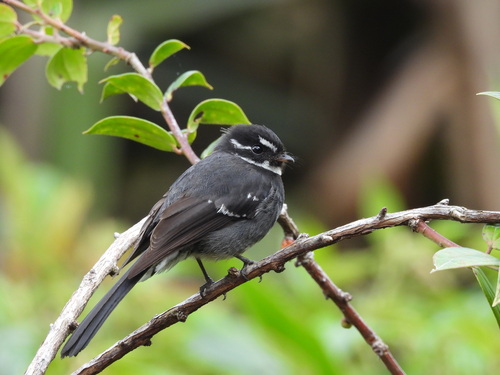 Rhipidura albolimbata, 2026-09-21