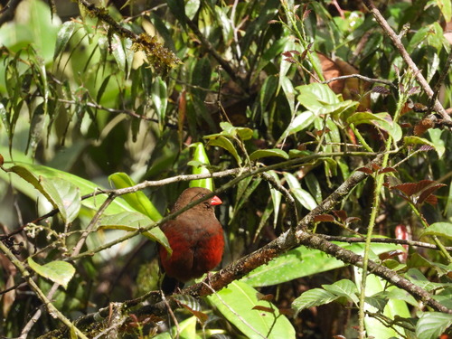 Oreostruthus fuliginosus observed 2026-09-21