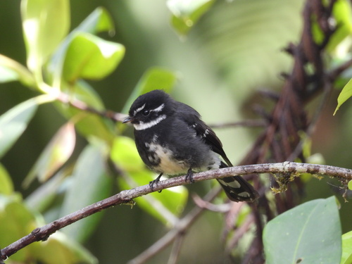 Rhipidura albolimbata, 2026-09-21