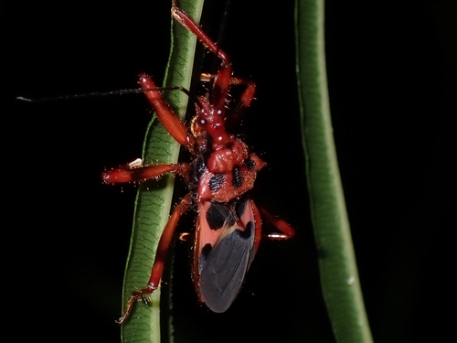 Acanthaspis ruficeps