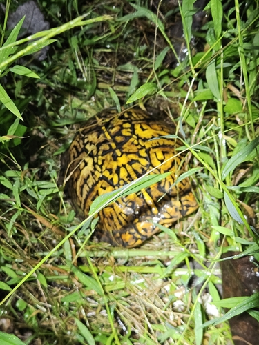 Common Box Turtle