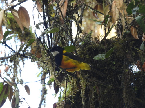 Pachycephala schlegelii observed 2026-09-21