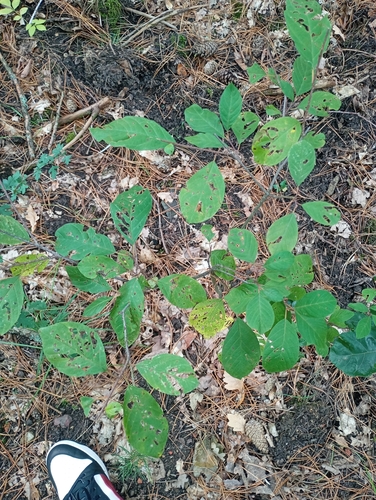 alder buckthorn