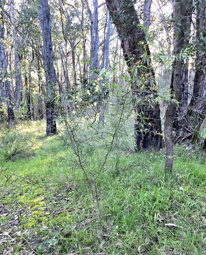 Acacia stictophylla, photograph 5
