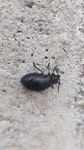 black-punctured leaf beetle