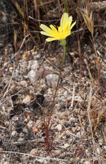 Malacothrix glabrata