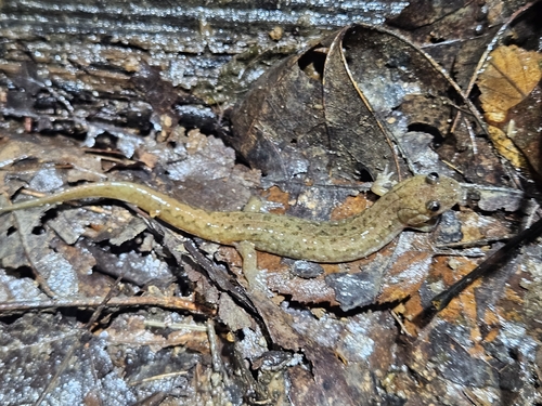 Northern Dusky Salamander