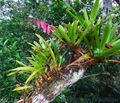 Aechmea nallyi