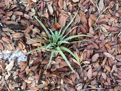 Tillandsia utriculata