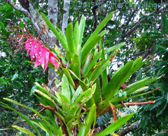 Aechmea nallyi