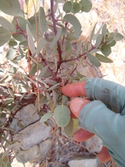 Arctostaphylos viscida, photograph author not stated, no rights reserved