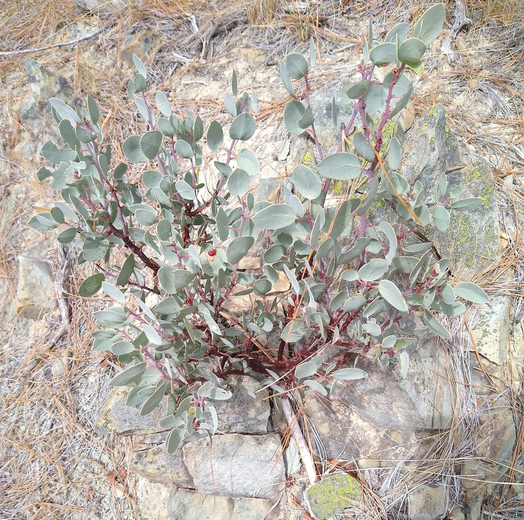 Arctostaphylos viscida; photograph author not stated, no rights reserved