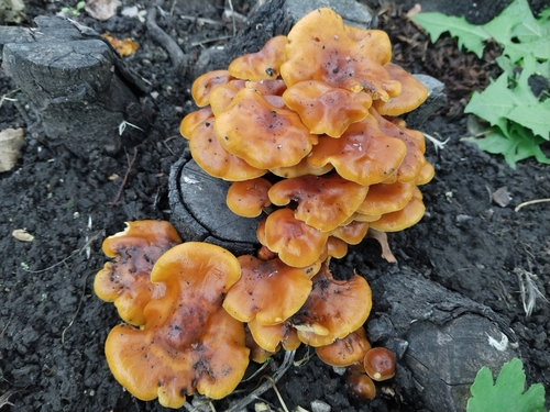 Velvet Foot