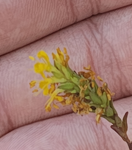Yellow Odontites