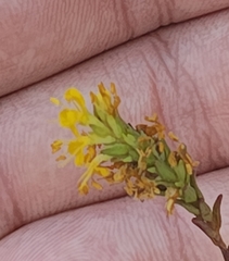 Odontites luteus, photograph author not stated, no rights reserved