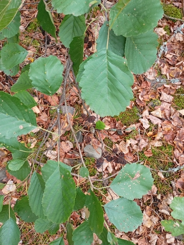 common alder